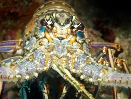 IMG 2930 Spiny Lobster